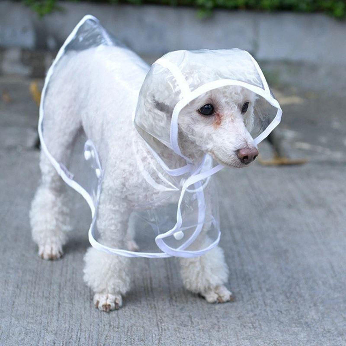Transparenter Regenmantel für Hunde