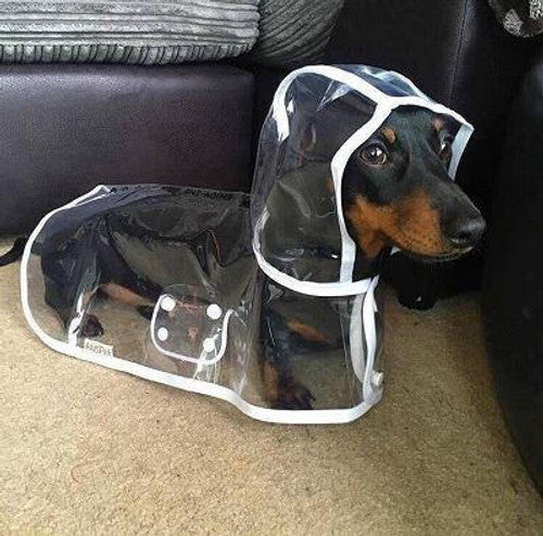 Transparenter Regenmantel für Hunde